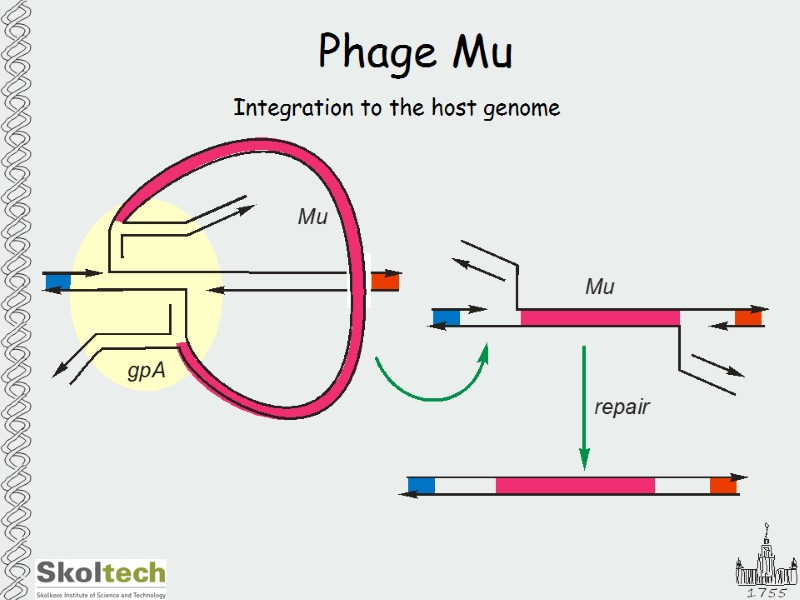Phage Mu Integration to the host genome
